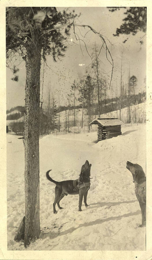Two dogs look upwards and bark at a chained cougar cub sitting in top of the tree. Near a cabin at Big Creek. This was a common way for dogs to learn to tree game animals.