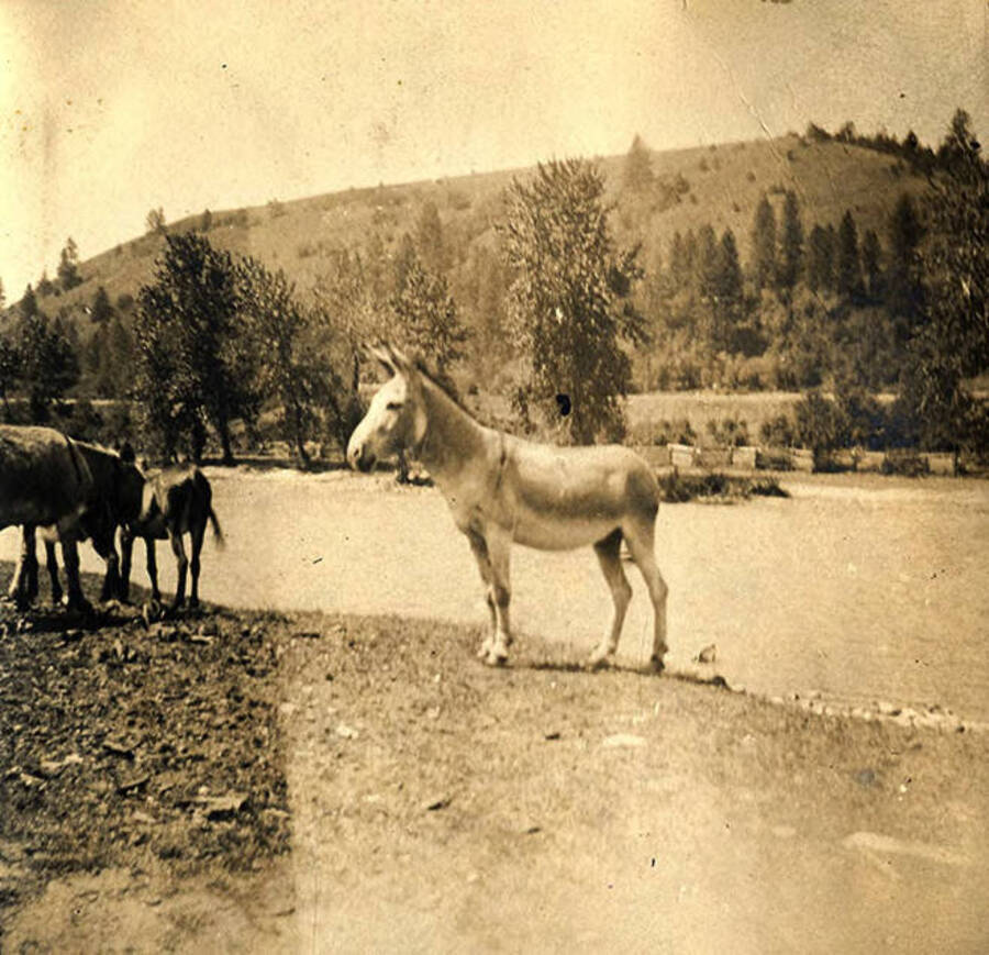 Jack the burro stands near the bank of the Clearwater River.