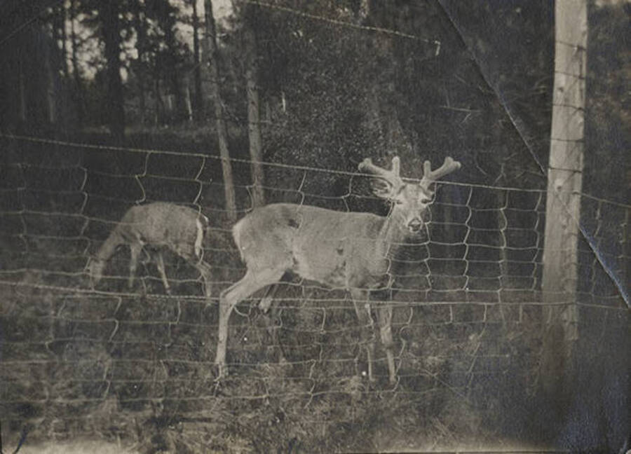 Two deer stand behind a fence.