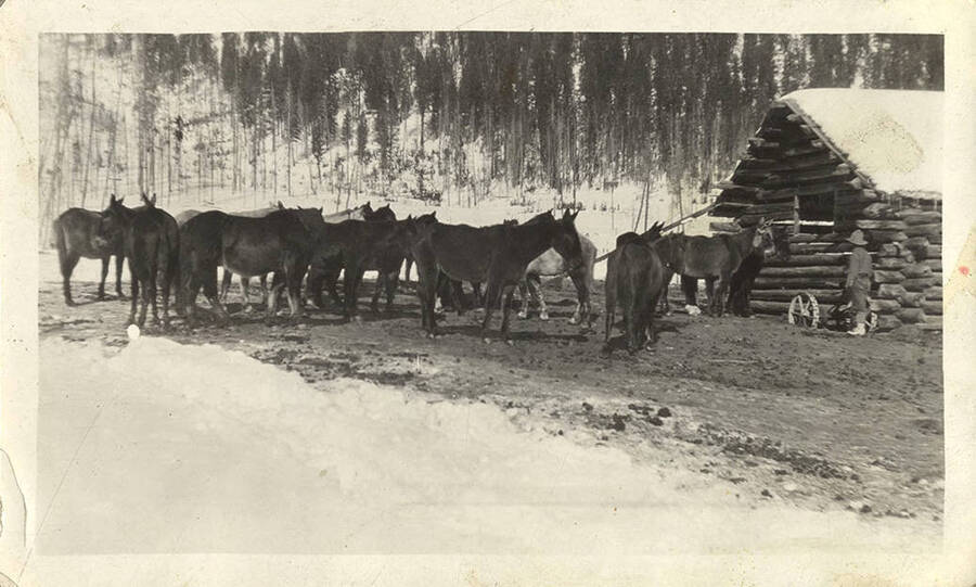 A corral of mules congregate near a log cabin at Big Creek. A man stands near them.