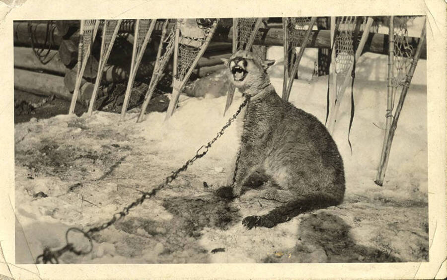 A chained cougar cub outside a log cabin lined with snowshoes.
