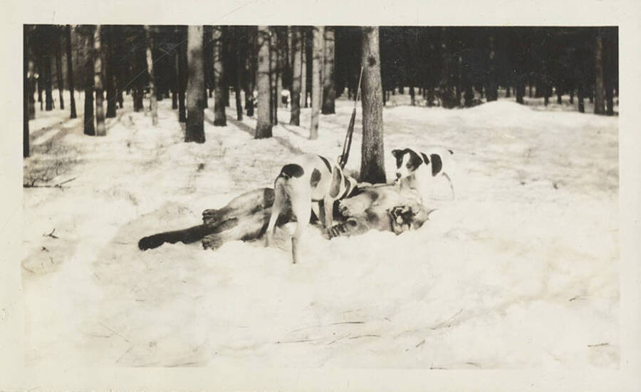 Two hunting dogs curiously motion at the harvested cougar in the snow. A rifle leans against a tree in the background.