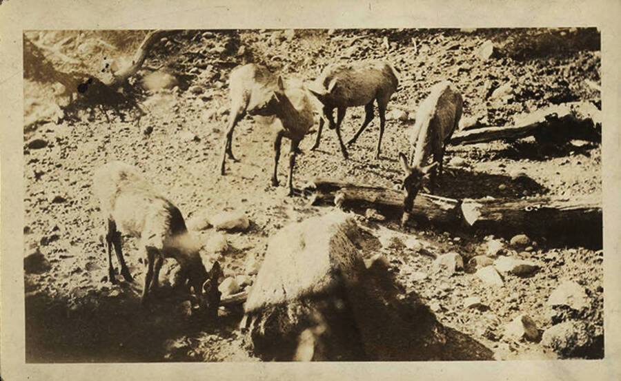 Elk browse in a rocky area.