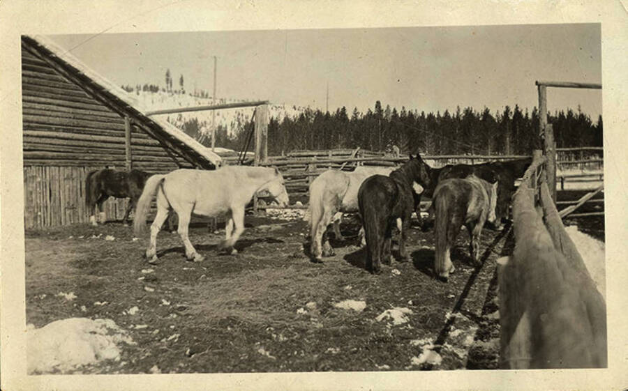 Horses walk inside of the corral near a log cabin at the Stonebraker Ranch.