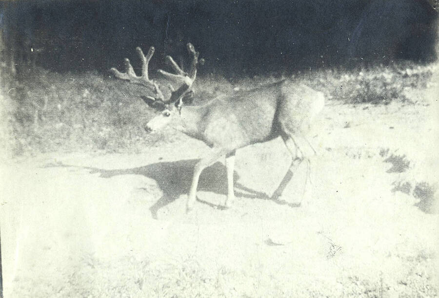 A mule deer buck in velvet walks through a field. 