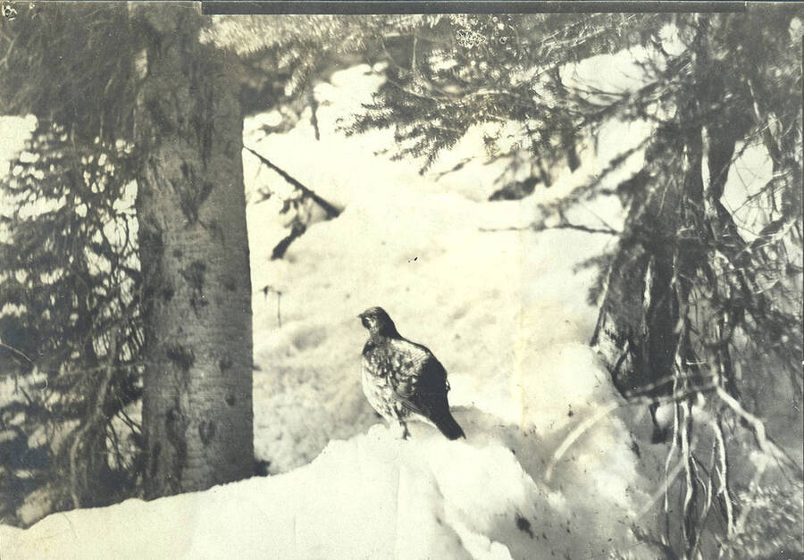 A spruce grouse on snow bank at the Juno Group (Stonebraker property).
