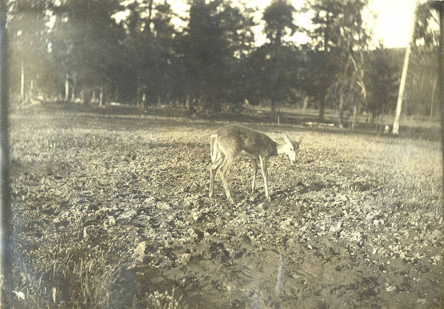 Deer in a field.