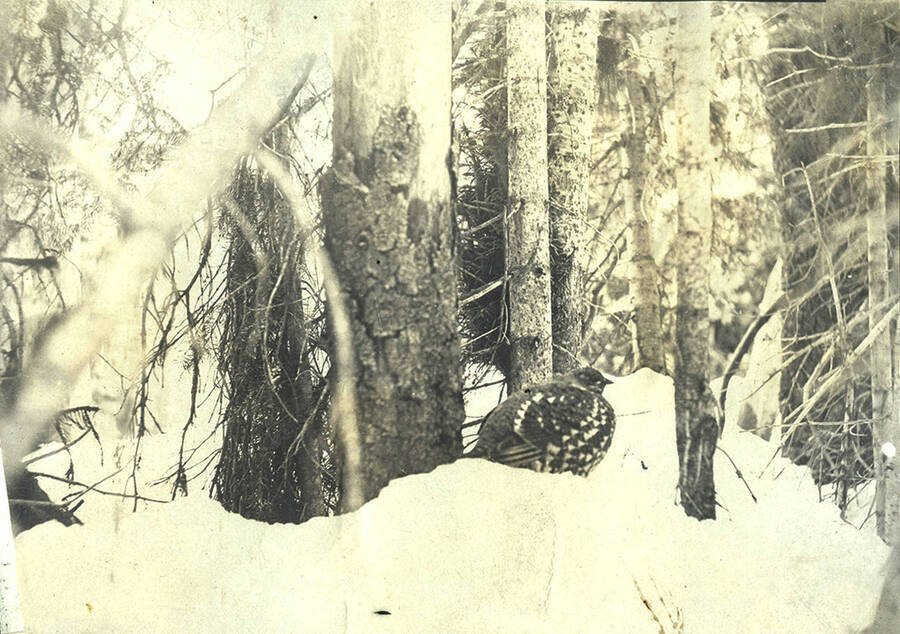 A spruce grouse on snow bank at the Juno Group (Stonebraker property).