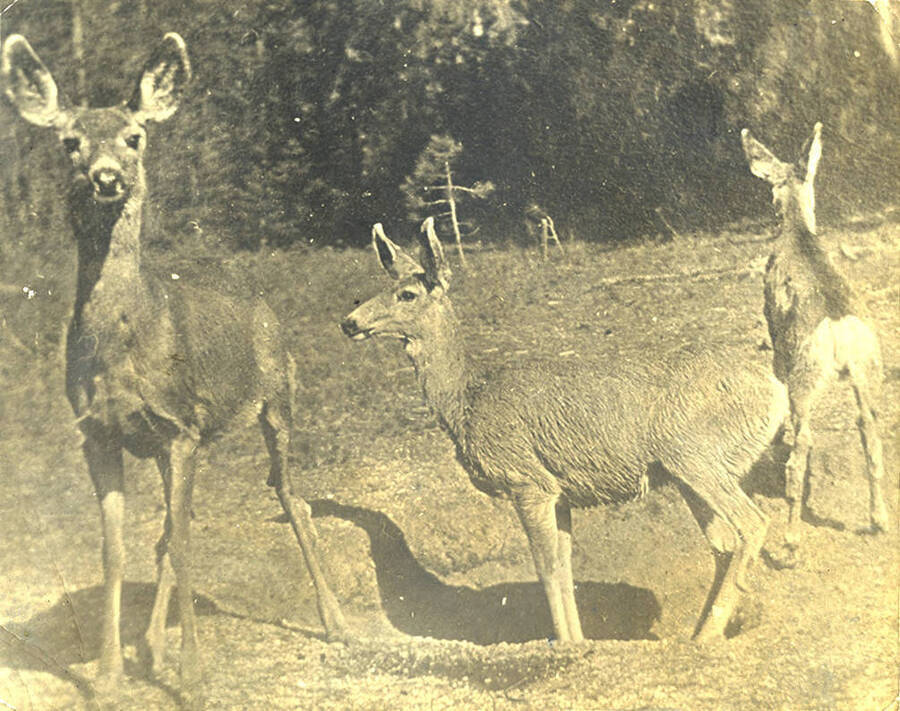 Three mule deer stand alert in an open meadow.