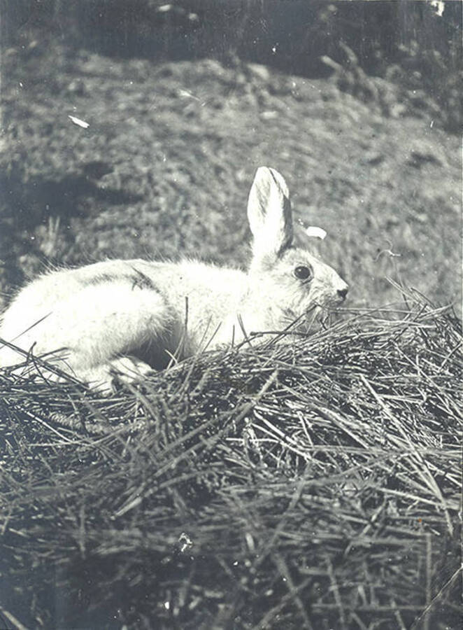 Snow shoe rabbit at the Juno Group of Claims property.