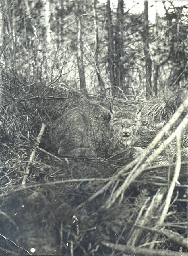 A lynx sits in a wooded area.