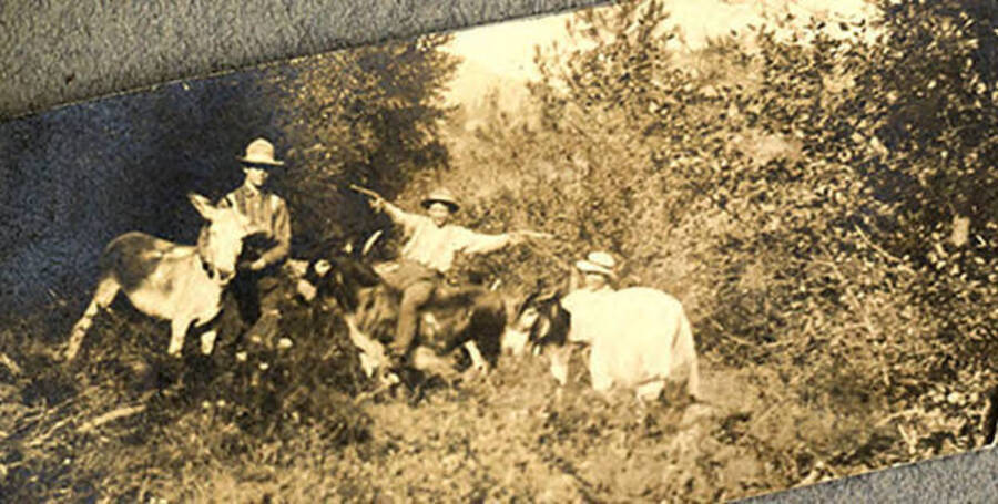L. C. (Lillburn) Stonebraker, Sumner (Governor) Stonebraker, Jack Young, and Si Howard wave pistols near burros in the forest.