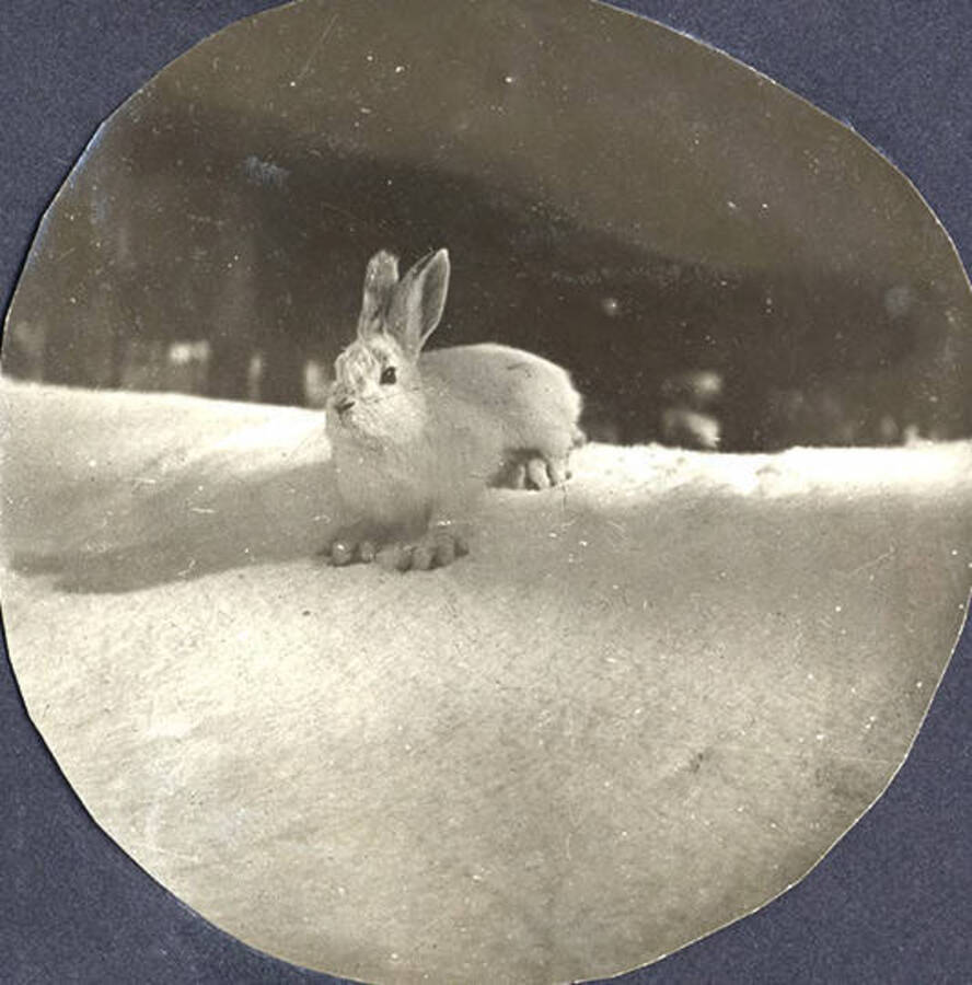 A snowshoe hare in the snow at the Juno Group (Stonebraker property).