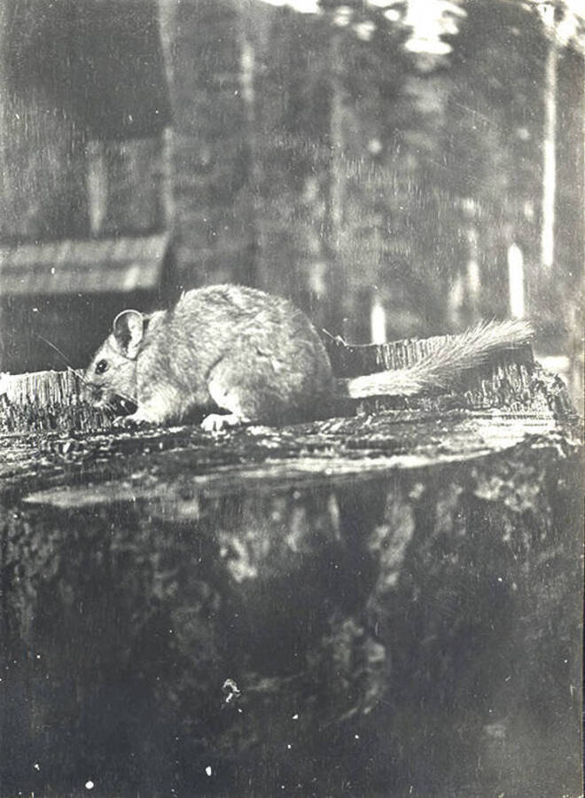 A bushy-tailed woodrat, also known as a packrat, stands on a stump at the Juno Group of Claims.
