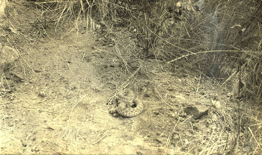 Coiled rattlesnake near the Stonebraker home in Stites, Idaho.