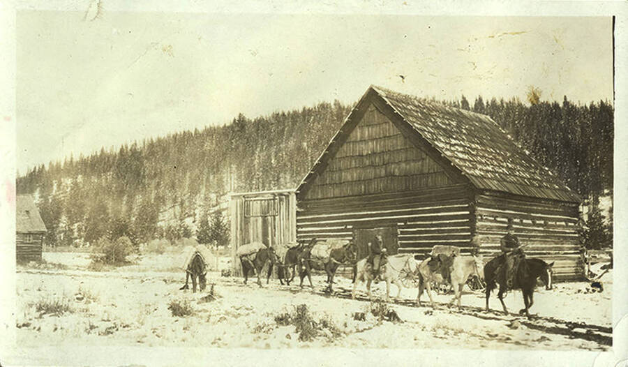 Pack train of horses in the snow outside of a barn at the Stonebraker Ranch in the Chamberlain Basin.