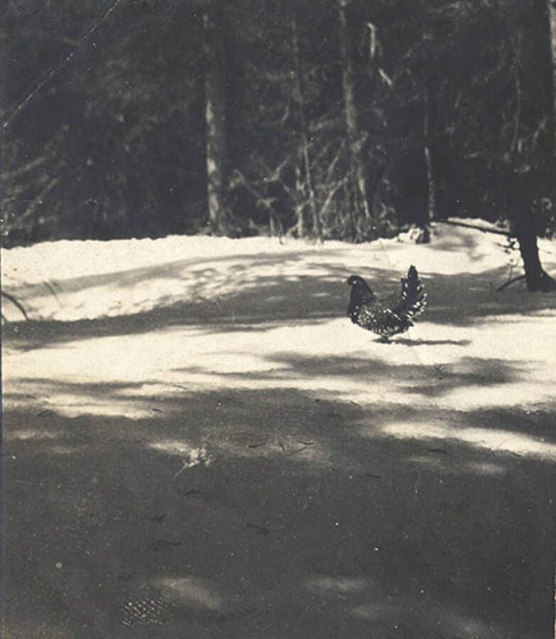 Spruce grouse male in the snow at the Juno Group (Stonebraker property).