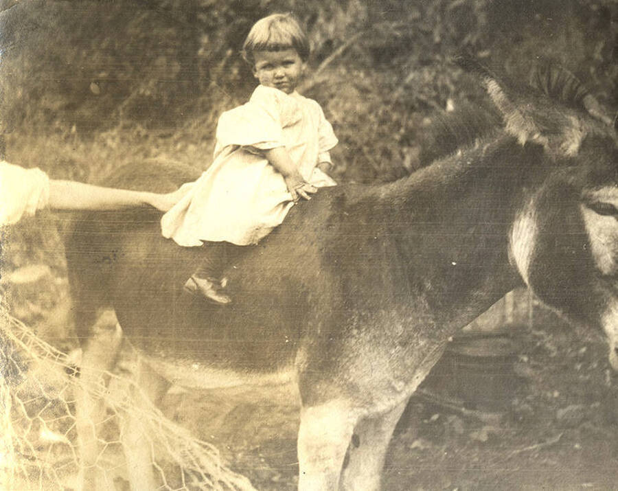 A young child sits on a mule while an adult holds her in place.