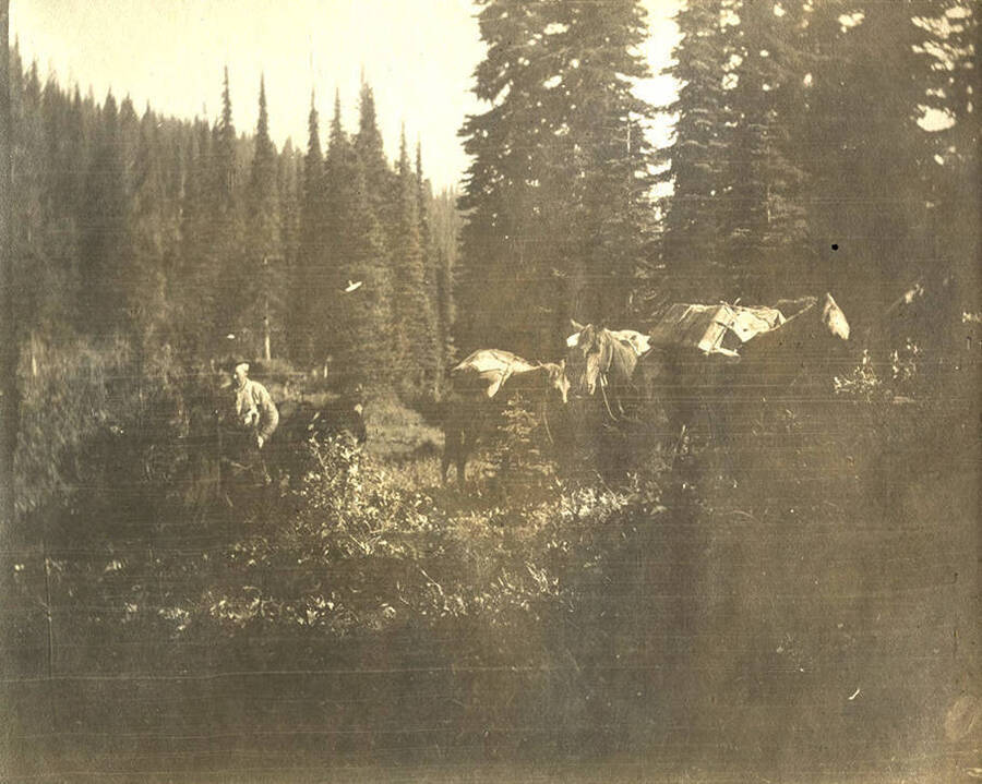 A man watches a pack of five horses as they rest in a forested area.