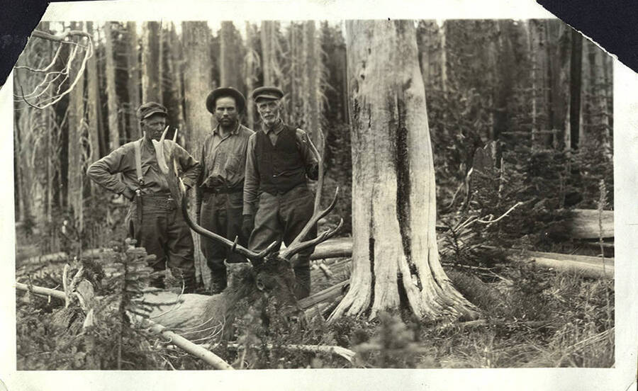 W. A. Stonebraker (center) and two unidentified men stand over a harvested bull elk in a forested area.