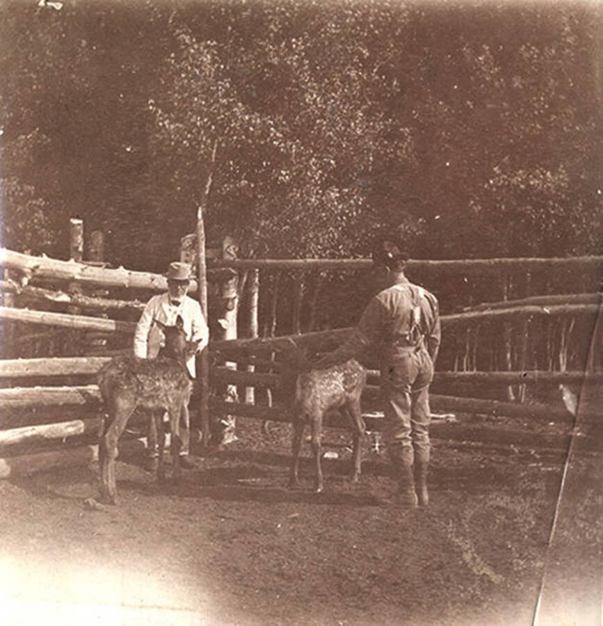 Two men pet two elk calves in a corral in Jackson, Wyoming. Part of a Stonebraker scrapbook.