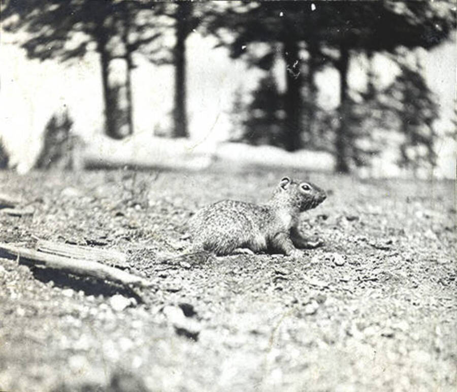 A squirrel at the Juno Group of Claims property.