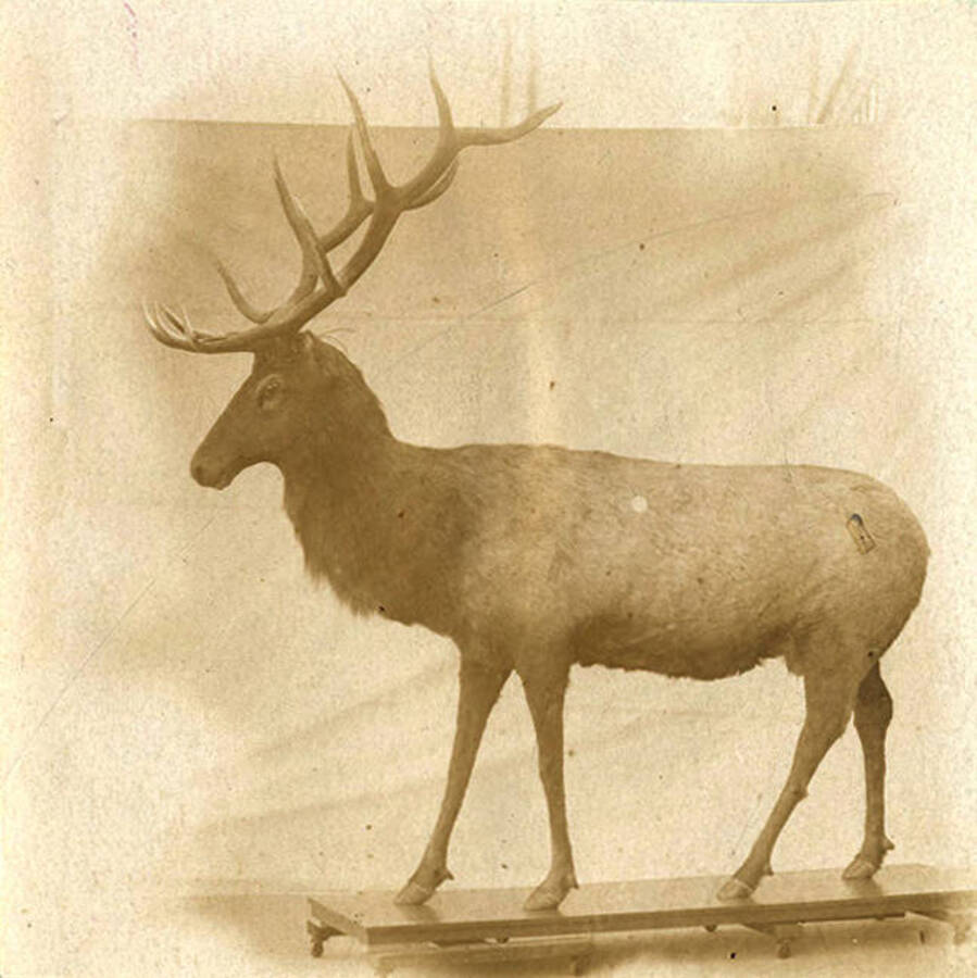 A large taxidermied elk is mounted on a wooden plank.