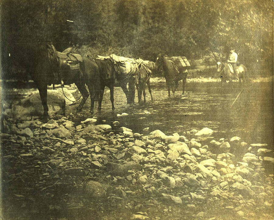 Five horses in a pack train cross a creek.