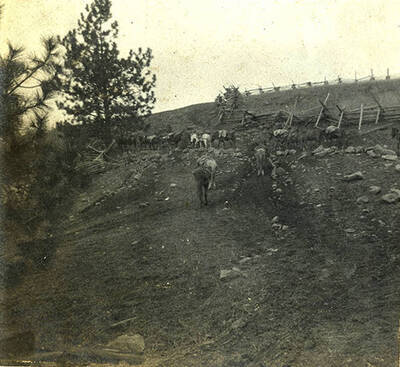Just starting out to Thunder Mountain. Log worm fence in background.