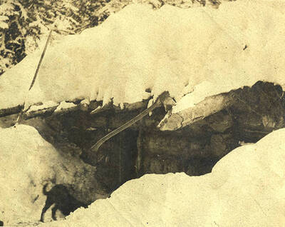 Dog at doorway of snow covered log cabin near Big Creek. An axe is forked into the roof.