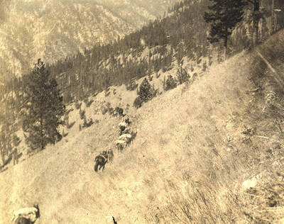 Pack train traveling down to the Salmon River.