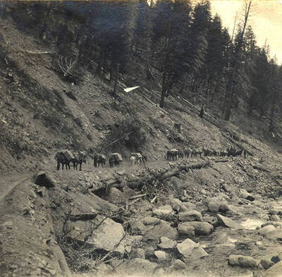 A pack train bound bound for Thunder Mountain.
