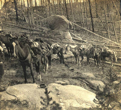 Pack horses with mule deer carcasses strapped to them.