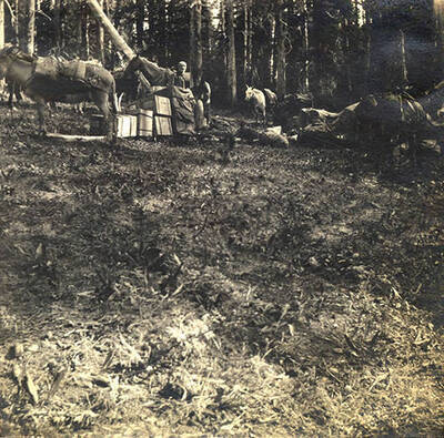 Unpacking supplies from the pack train for the night.