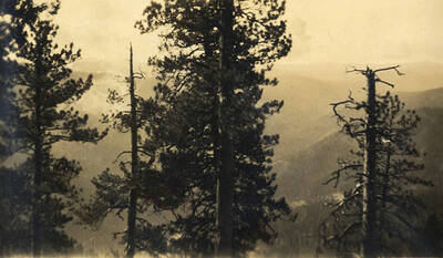 Treetops over a mountainous view with fog in the distance.