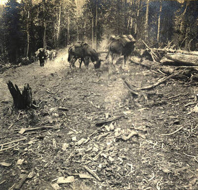 Pack train of mules making their way up a trail.