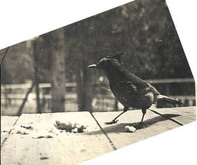 Blue jay on a table during the winter.