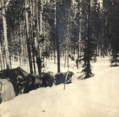 Horses lead the way on a snowy trail near Roosevelt, Idaho.