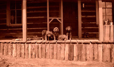Five puppies sit on the front porch of the homestead.