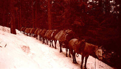 Al Stonebraker's horse is saddled at front of the pack.