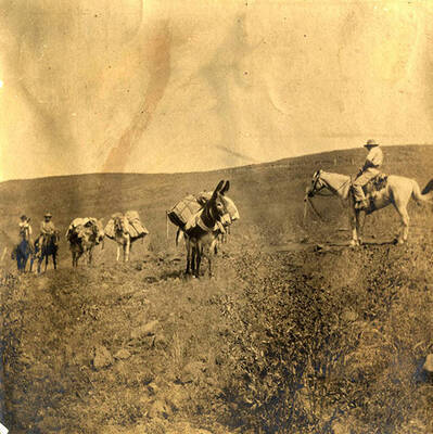 Horse and mule pack train.