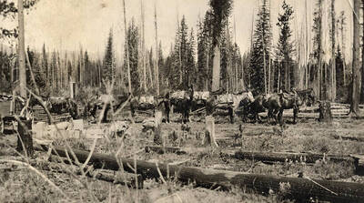 Pack horses waiting to be loaded near a fence in a forested area.