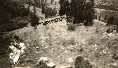 A pack of horses walks through a grassy area on a hill.