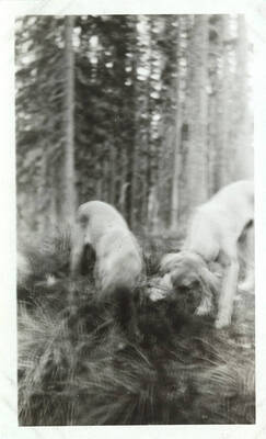 Two dogs grab at an unidentified animal. Photograph taken with dogs in motion.
