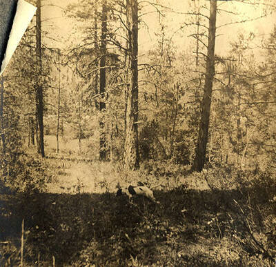 The Stonebraker's dog, Juno, runs through the trees on a hunt.