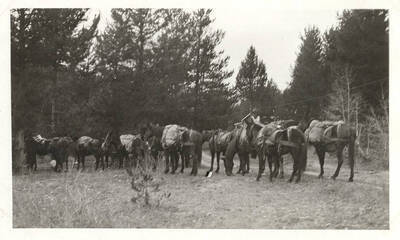 Pack train of horses stopped near the property.