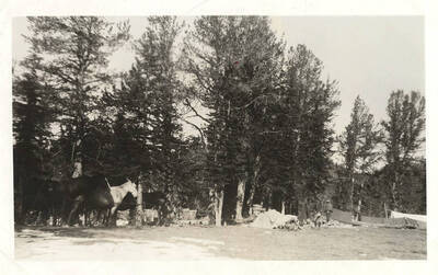 Horses corralled near wooded campsite. Tents and a clothesline are nearby.