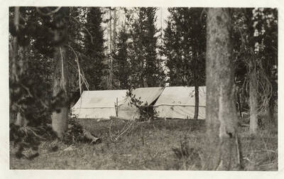Three canvas tents are joined together in the middle of the forest.