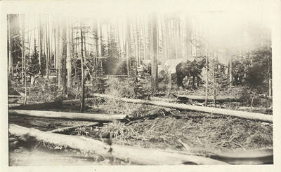 View of a campsite with tents and horses in a forested area.