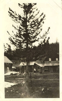 Wooden buildings in the mining town of Roosevelt, Idaho. A dog stands in the foreground with snow on the ground.